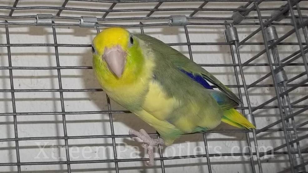 Pied Parrotlets