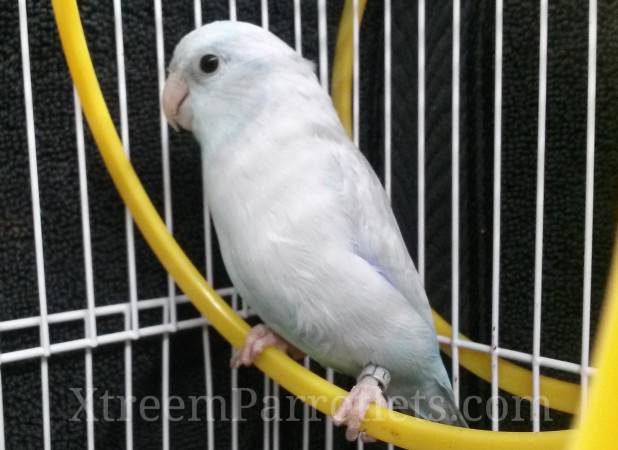 Pastel Parrotlet Bird - Xtreem Parrotlets