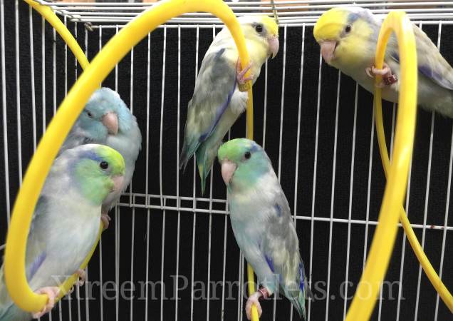 Group of Pied Parrotlets