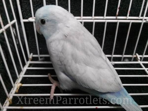 Rare Blue Pastel Parrotlet