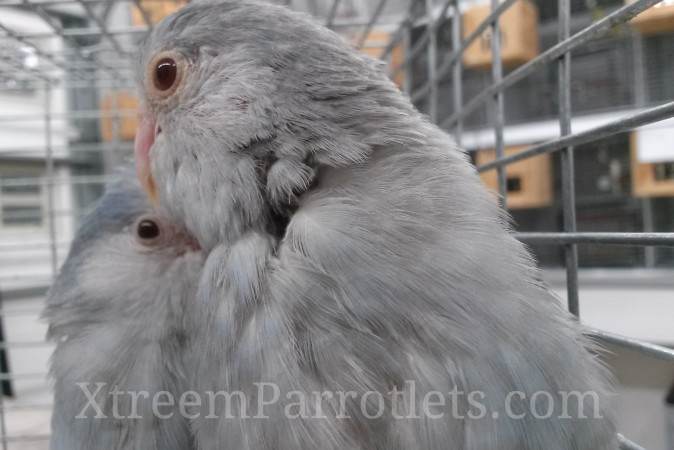 Rare Grey Mauve Fallow Parrotlets