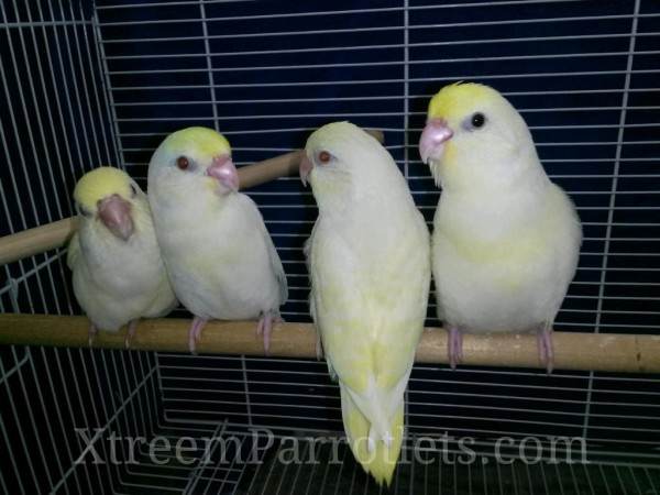Rare White Fallow Turquoise Pied Parrotlets