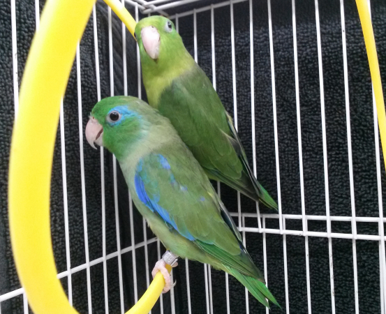 Beautiful Spectacled Parrotlet