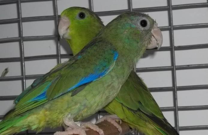 Spectacled Parrotlet Pair