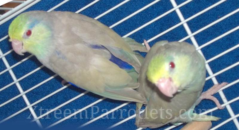 Grey Blue Violet Fallow Parrotlet - Xtreem Parrotlets