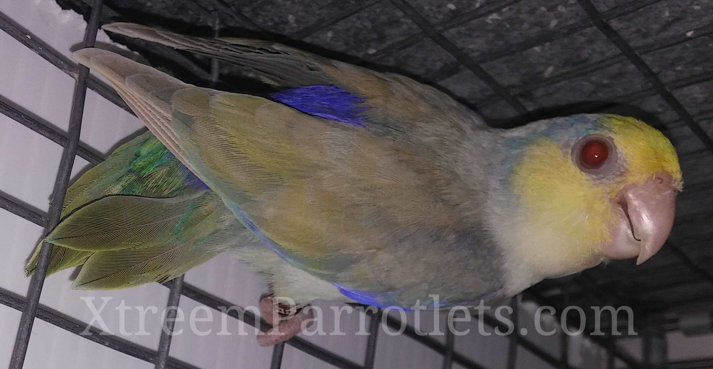 turquoise-fallow-pied-parrotlet-1 - Xtreem Parrotlets