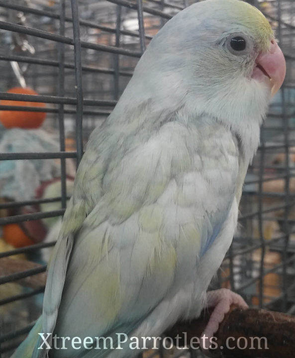 Pastel Parrotlets