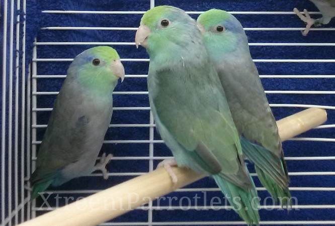  Turquoise Parrotlet