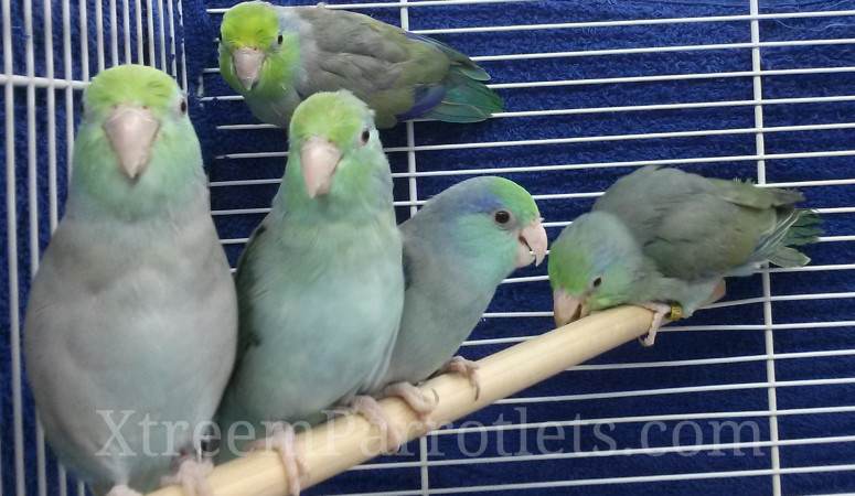 turquoise parrotlets