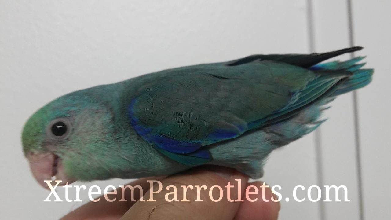 turquoise parrotlet