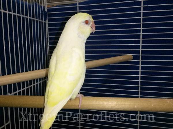 Creamino Parrotlets