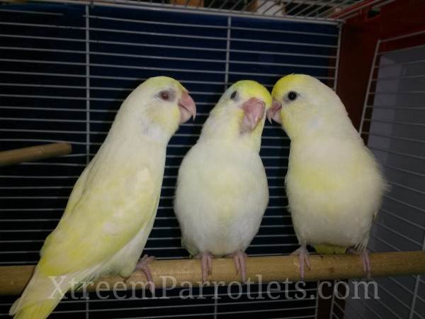 Creamino Parrotlets