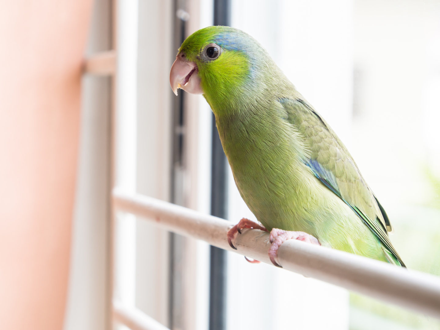 Variety of parrotlet for sale - Xtreem Parrotlets